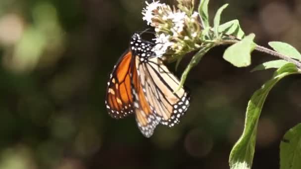 Niesamowite sanktuarium monarch butterfly w Meksyku — Wideo stockowe