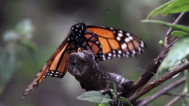 úžasný monarch butterfly sanctuary v Mexiku