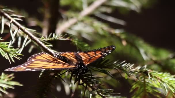 El asombroso santuario de mariposas monarca en México — Vídeo de stock