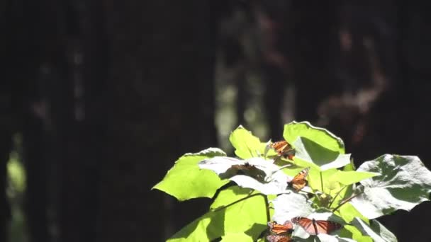 Het verbazende monarchvlinder heiligdom in mexico — Stockvideo