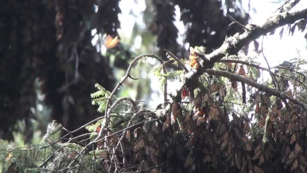 Úžasný monarch butterfly sanctuary v Mexiku — Stock video