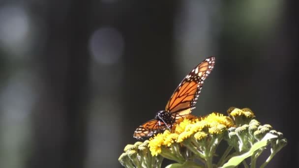 Şaşırtıcı monarch kelebek kutsal yer Meksika — Stok video