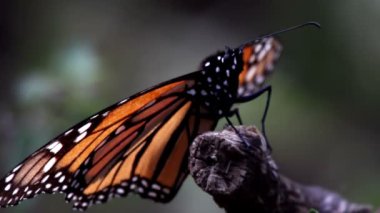 şaşırtıcı monarch kelebek kutsal yer Meksika