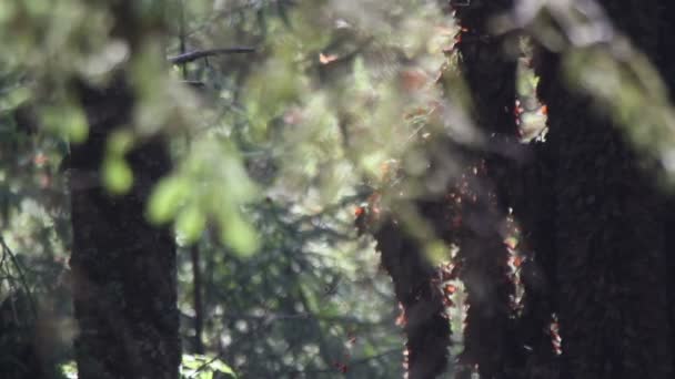 Удивительная монаршая бабочка-святилище в Рико — стоковое видео