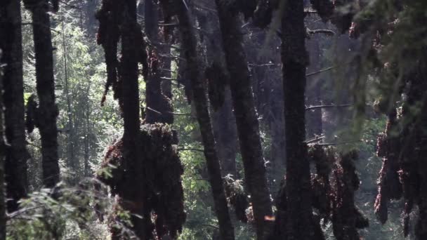 El asombroso santuario de mariposas monarca en México — Vídeos de Stock