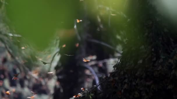 Удивительная монаршая бабочка-святилище в Рико — стоковое видео