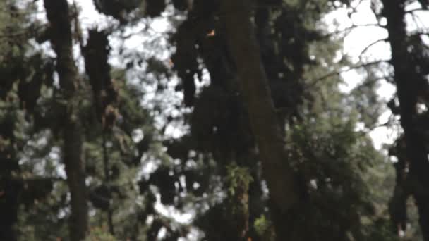 メキシコで素晴らしいモナーク蝶の聖域 — ストック動画