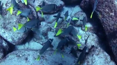 Sualtı çekim yaparken cabo pulmo deniz parkı dalış