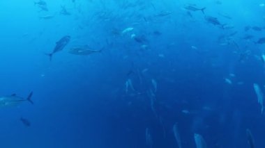 Sualtı çekim yaparken cabo pulmo deniz parkı dalış