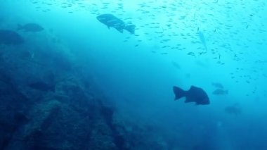 Sualtı çekim yaparken cabo pulmo deniz parkı dalış