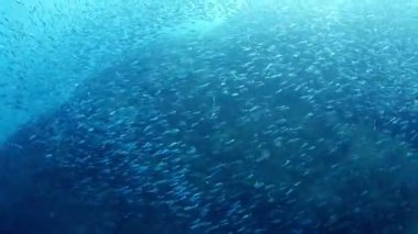 Sualtı çekim yaparken cabo pulmo deniz parkı dalış