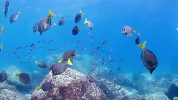 Onderwater foto's terwijl scuba duiken in de cabo pulmo mariene park — Stockvideo