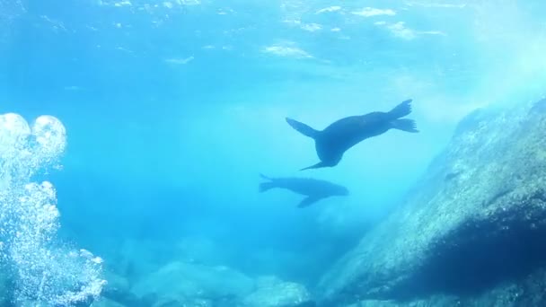 Fotos subaquáticas de leões-marinhos — Vídeo de Stock