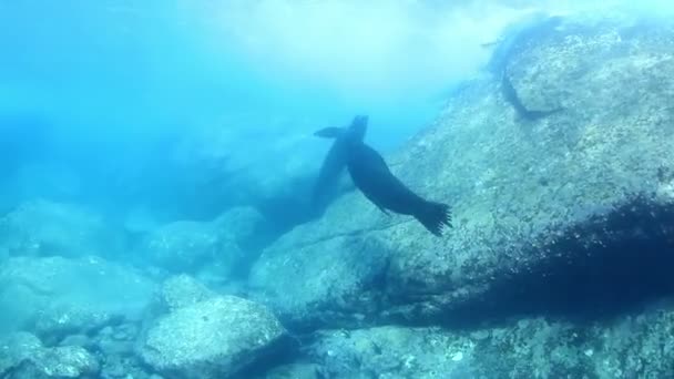 Inyecciones submarinas de lobos marinos — Vídeos de Stock