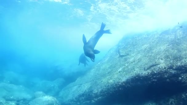 Υποβρύχιες λήψεις από θαλάσσια λιοντάρια — Αρχείο Βίντεο