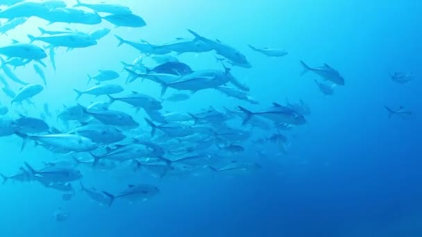 Onderwater foto's terwijl scuba duiken in de cabo pulmo mariene park — Stockvideo