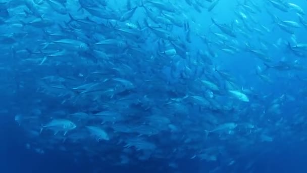 Inyecciones submarinas mientras bucea en el parque marino Cabo Pulmo — Vídeos de Stock