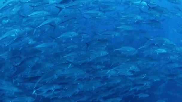 Onderwater foto's terwijl scuba duiken in de cabo pulmo mariene park — Stockvideo