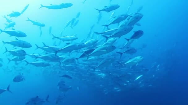 Sualtı çekim yaparken cabo pulmo deniz parkı dalış — Stok video