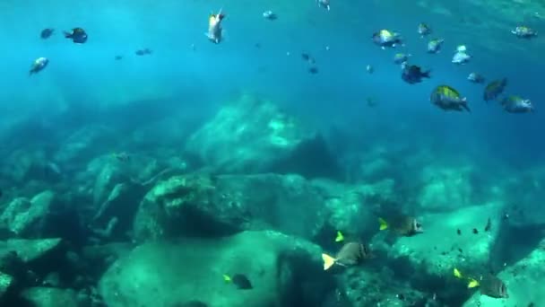 Підводні постріли під час підводного пірнання в морському парку Пульмо — стокове відео