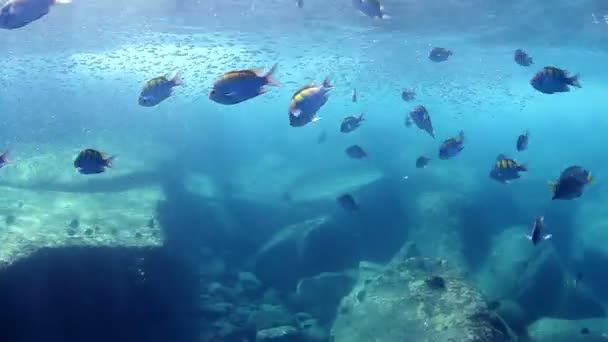 Coups de feu sous-marins lors de la plongée sous-marine dans le parc marin cabo pulmo — Video