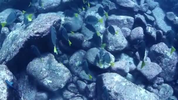 Onderwater foto's terwijl scuba duiken in de cabo pulmo mariene park — Stockvideo