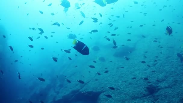 Podvodní záběry při potápění v mořském parku cabo pulmo — Stock video