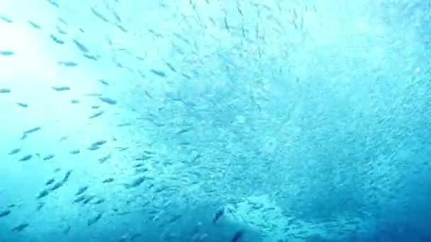 Onderwater foto's terwijl scuba duiken in de cabo pulmo mariene park — Stockvideo