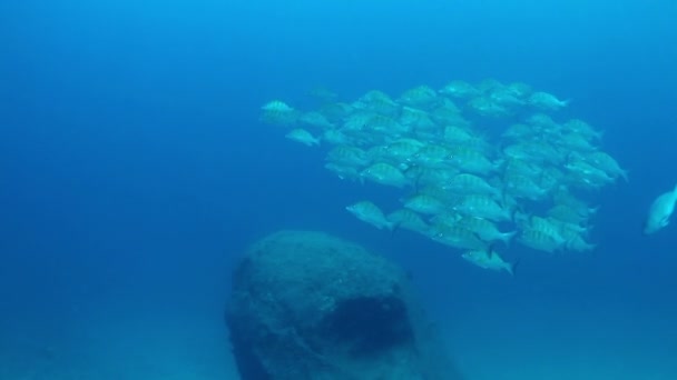 Inyecciones submarinas mientras bucea en el parque marino Cabo Pulmo — Vídeo de stock