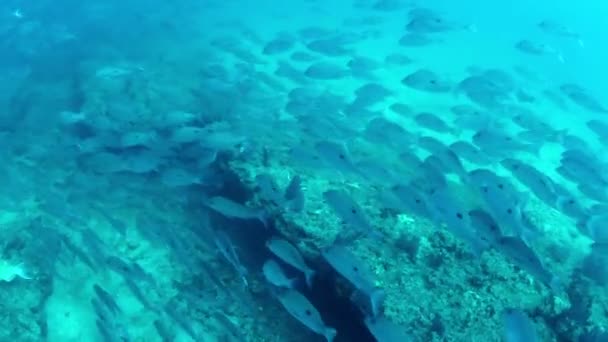 Υποβρύχιες λήψεις ενώ καταδύσεις στο cabo pulmo θαλάσσιο πάρκο — Αρχείο Βίντεο