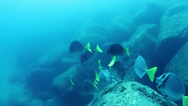 Подводные снимки во время дайвинга в морском парке Кабо Пулмо — стоковое видео