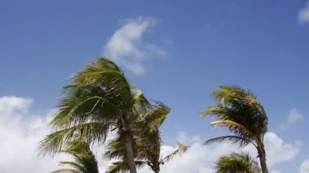 Palms trees in south beach in miami, florida — Stock Video