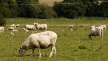 koyun alandaki Timelapse