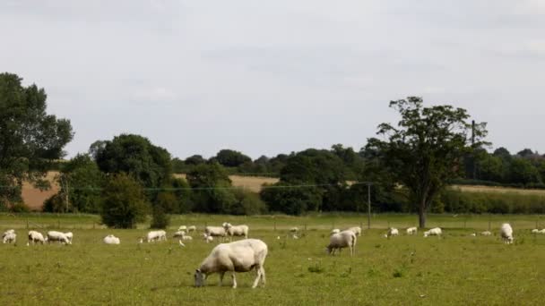 Timelapse of sheep in a field — Stock Video