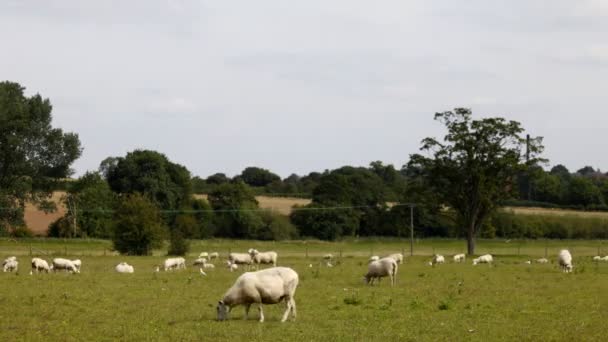 Zeitraffer von Schafen auf einem Feld — Stockvideo