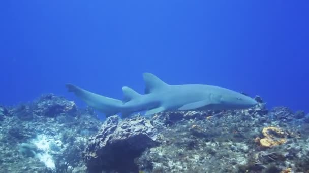 En haj filmad under vattnet medan dykning — Stockvideo