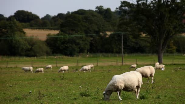 Schafe weiden auf einem Feld — Stockvideo