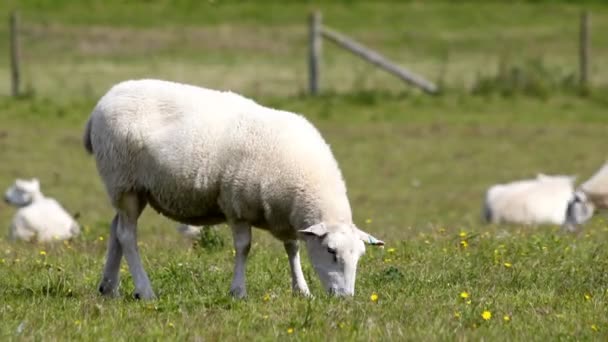 Zeitraffer von Schafen auf einem Feld — Stockvideo