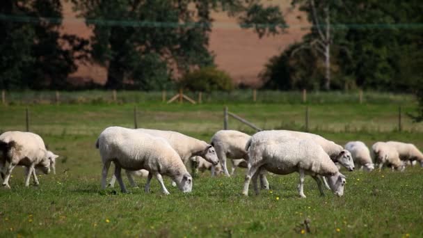 Zeitraffer von Schafen auf einem Feld — Stockvideo