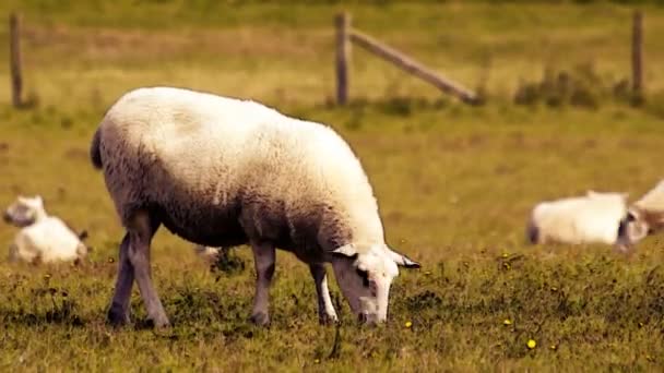 Timelapse de ovejas en un campo — Vídeos de Stock