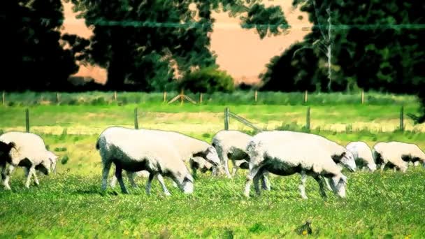 Timelapse de ovelhas em um campo — Vídeo de Stock