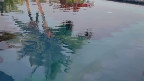 Les reflets des palmiers dans l'eau — Video