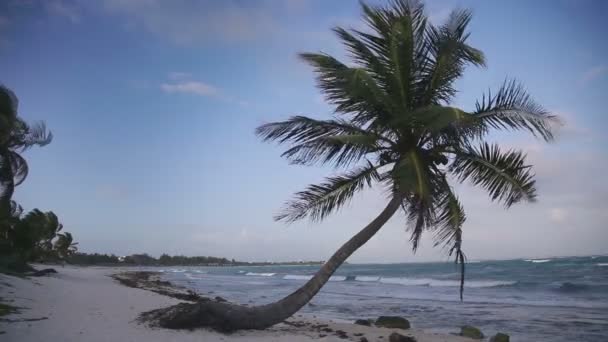 Una playa paradisíaca perfecta con una palmera solitaria — Vídeo de stock