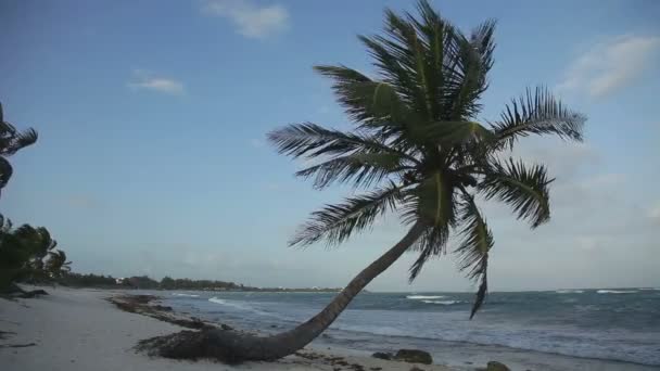 Uma praia paradisíaca perfeita com uma palmeira solitária — Vídeo de Stock