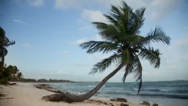 Una playa paradisíaca perfecta con una palmera solitaria — Vídeo de stock