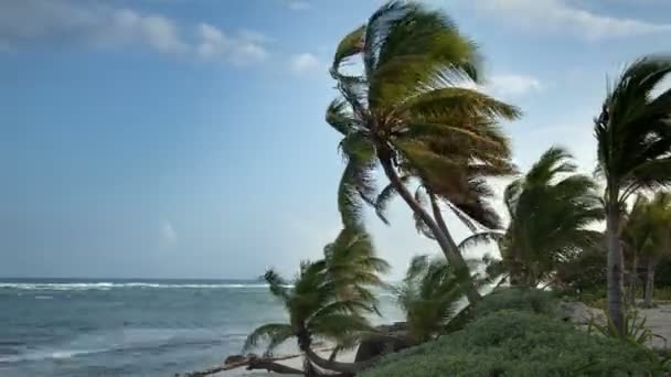 Uma praia paradisíaca perfeita com uma palmeira solitária — Vídeo de Stock