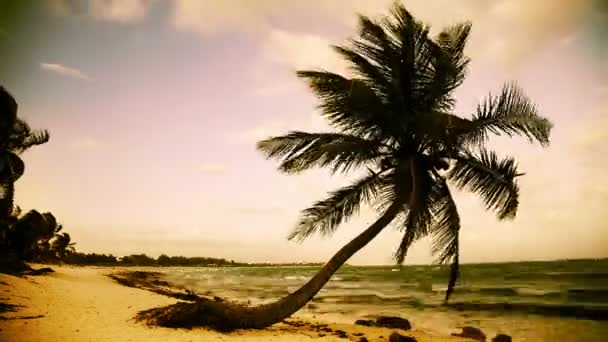 Una playa paradisíaca perfecta con una palmera solitaria — Vídeo de stock