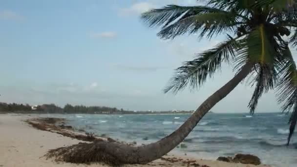 Une plage paradisiaque parfaite avec un palmier solitaire 
