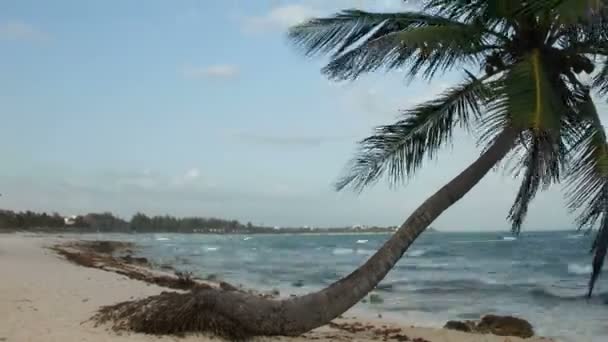 Een perfecte paradijs strand met een eenzame palmboom — Stockvideo