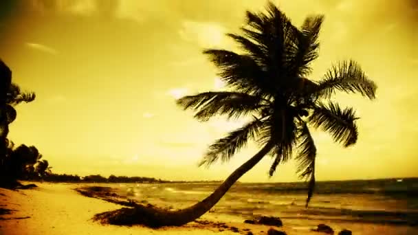 Una playa paradisíaca perfecta con una palmera solitaria — Vídeos de Stock